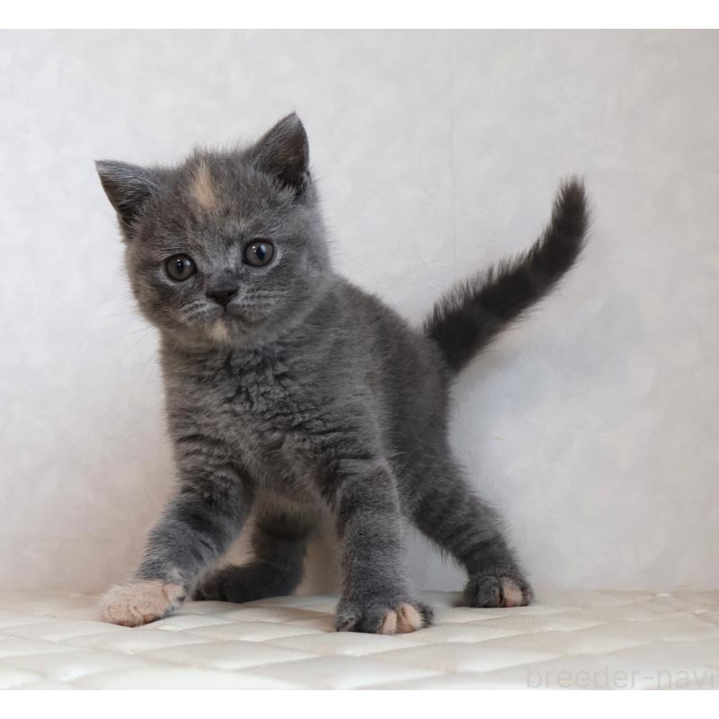 販売中の静岡県のブリティッシュショートヘア-133528の3枚目