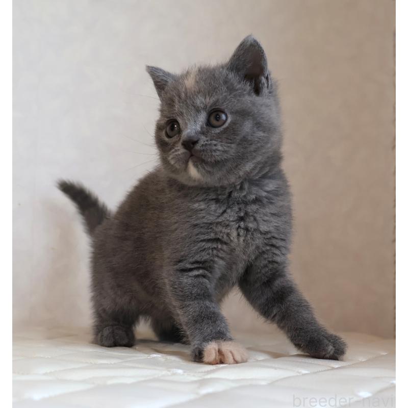 販売中の静岡県のブリティッシュショートヘア-133528の2枚目