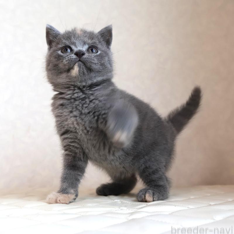 販売中の静岡県のブリティッシュショートヘア-133528