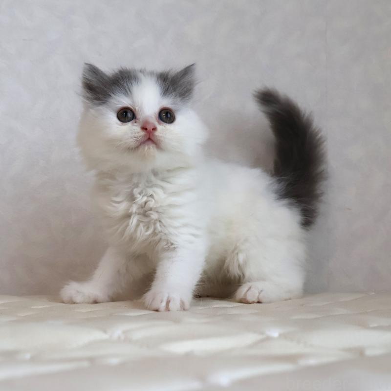 販売中の静岡県のブリティッシュロングヘア-133527