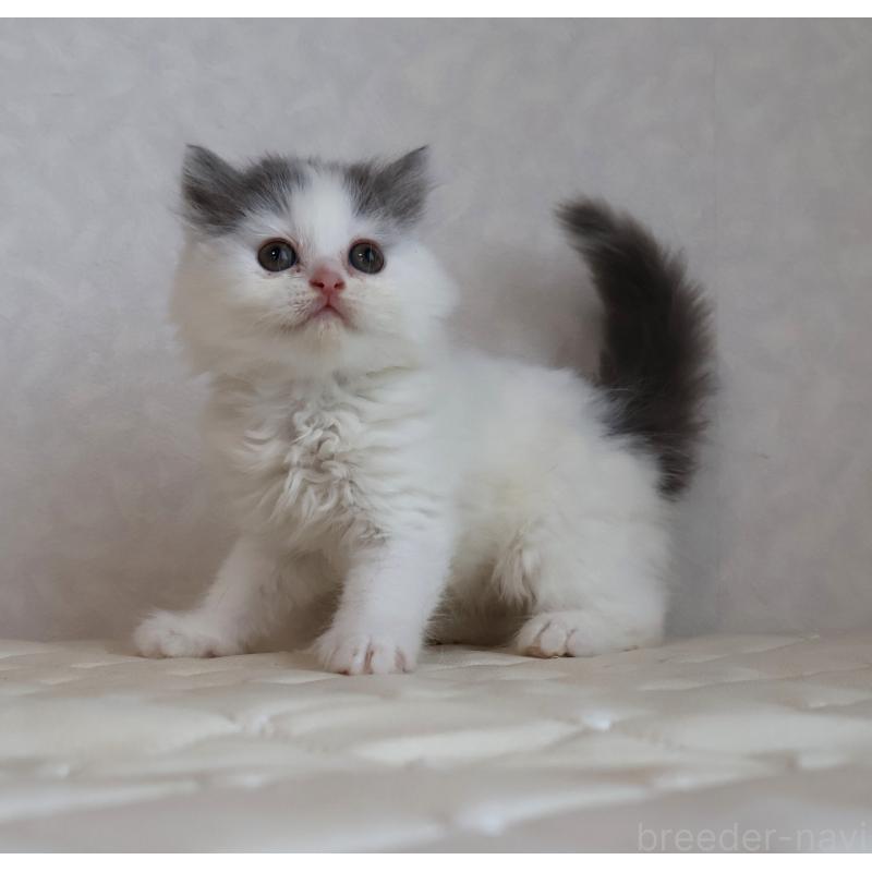 販売中の静岡県のブリティッシュロングヘア-133527の4枚目