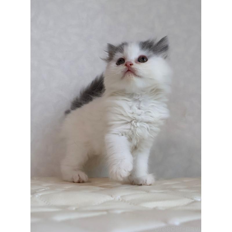 販売中の静岡県のブリティッシュロングヘア-133527の3枚目