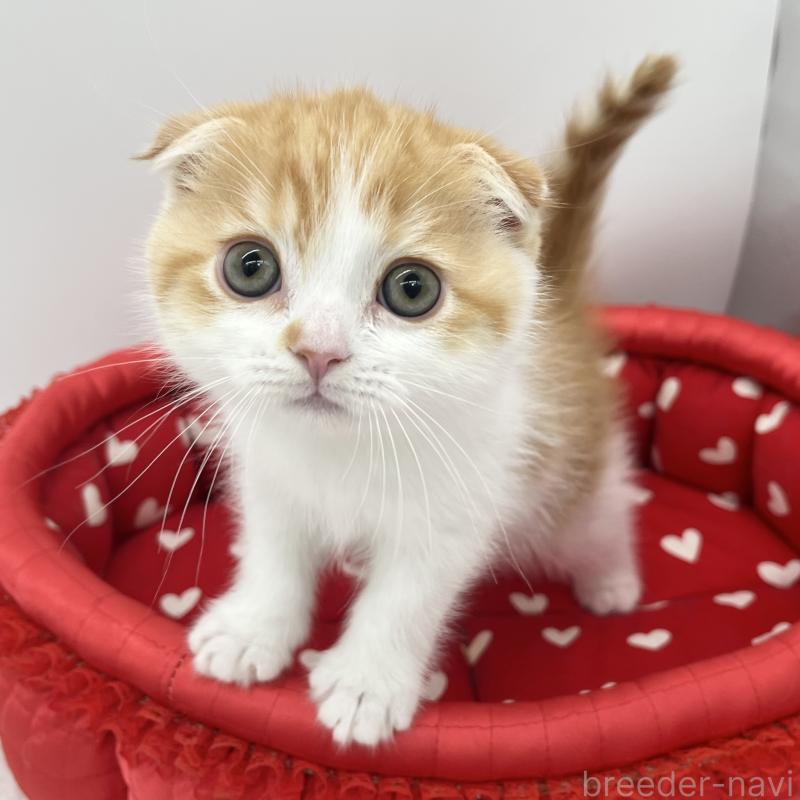 販売中の愛知県のスコティッシュフォールド(折れ耳)-134563の5枚目