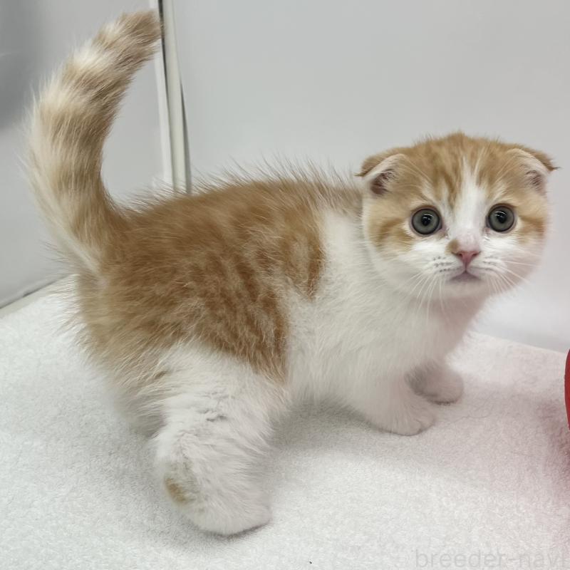 販売中の愛知県のスコティッシュフォールド(折れ耳)-134563の4枚目