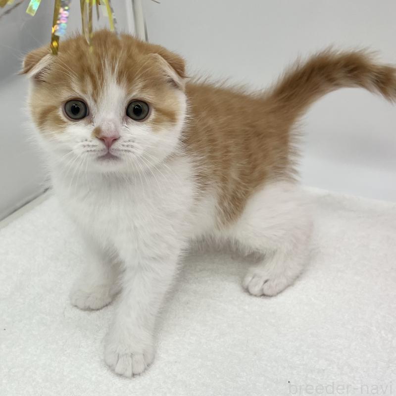 販売中の愛知県のスコティッシュフォールド(折れ耳)-134563