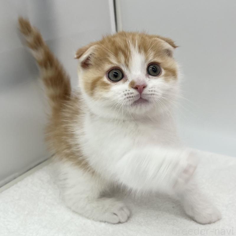 販売中の愛知県のスコティッシュフォールド(折れ耳)-134563の3枚目