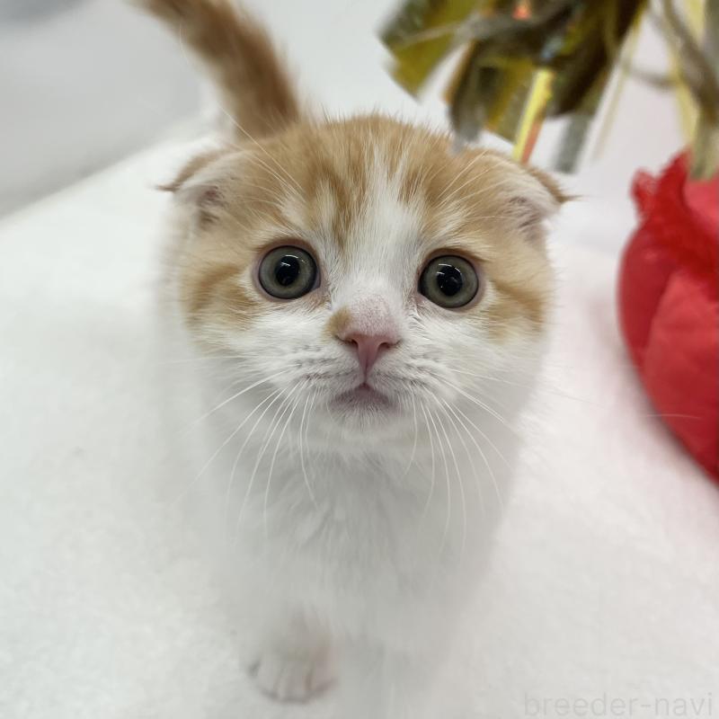 販売中の愛知県のスコティッシュフォールド(折れ耳)-134563の2枚目