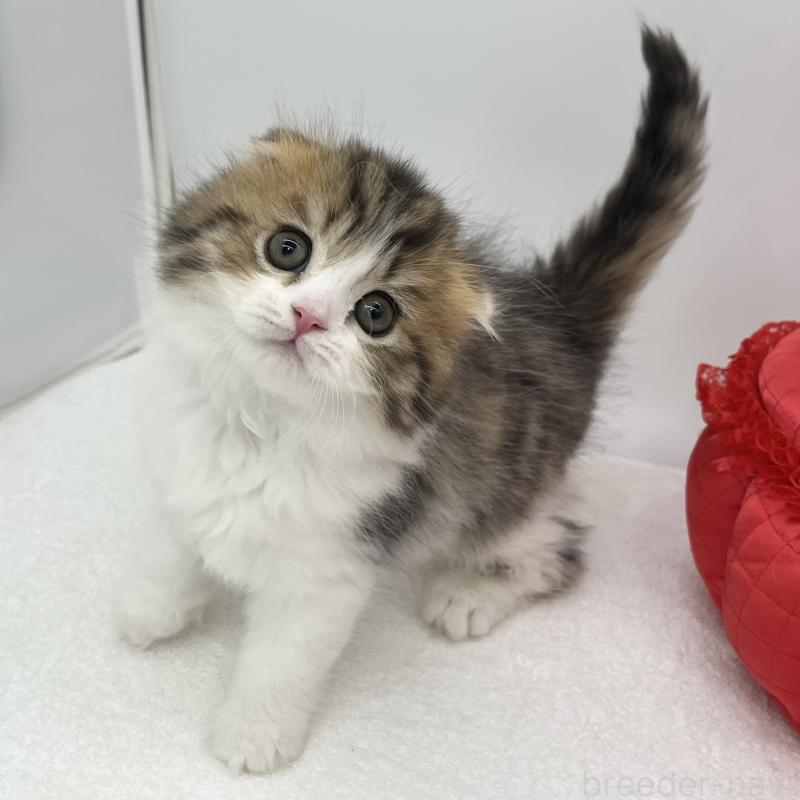 販売中の愛知県のスコティッシュフォールド(折れ耳)-134567の5枚目