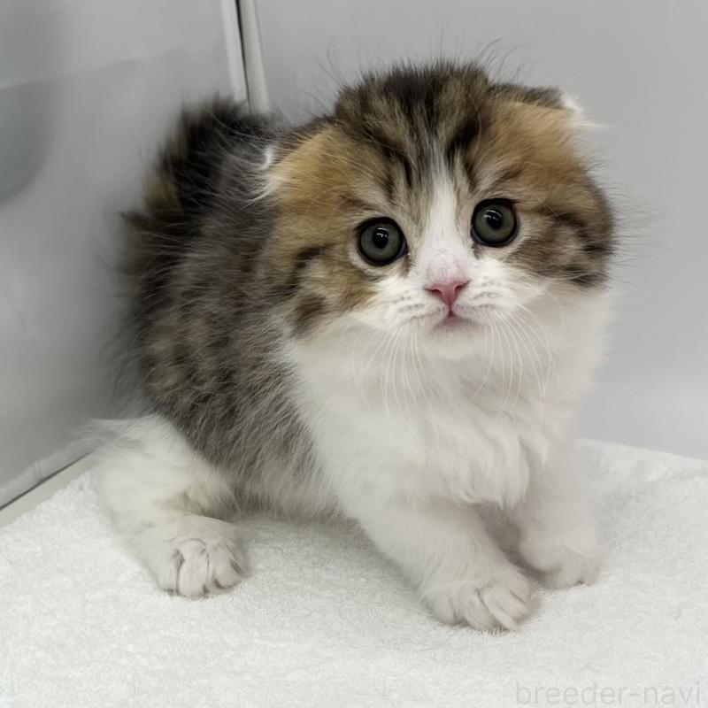 販売中の愛知県のスコティッシュフォールド(折れ耳)-134567