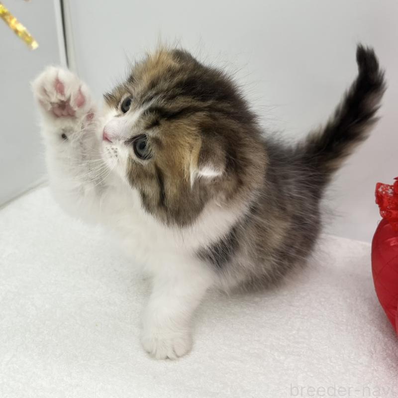 販売中の愛知県のスコティッシュフォールド(折れ耳)-134567の4枚目
