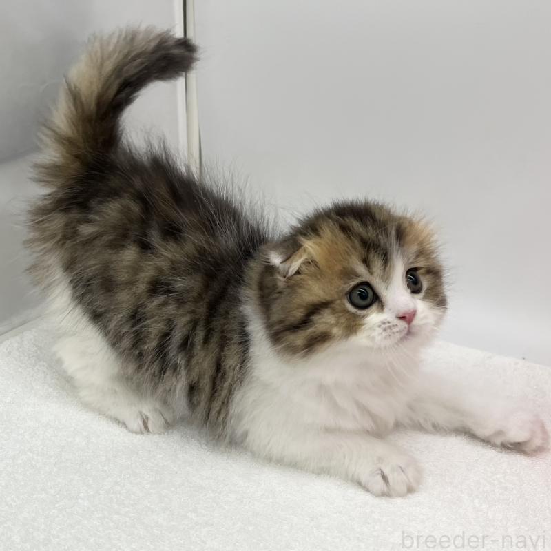 販売中の愛知県のスコティッシュフォールド(折れ耳)-134567の3枚目