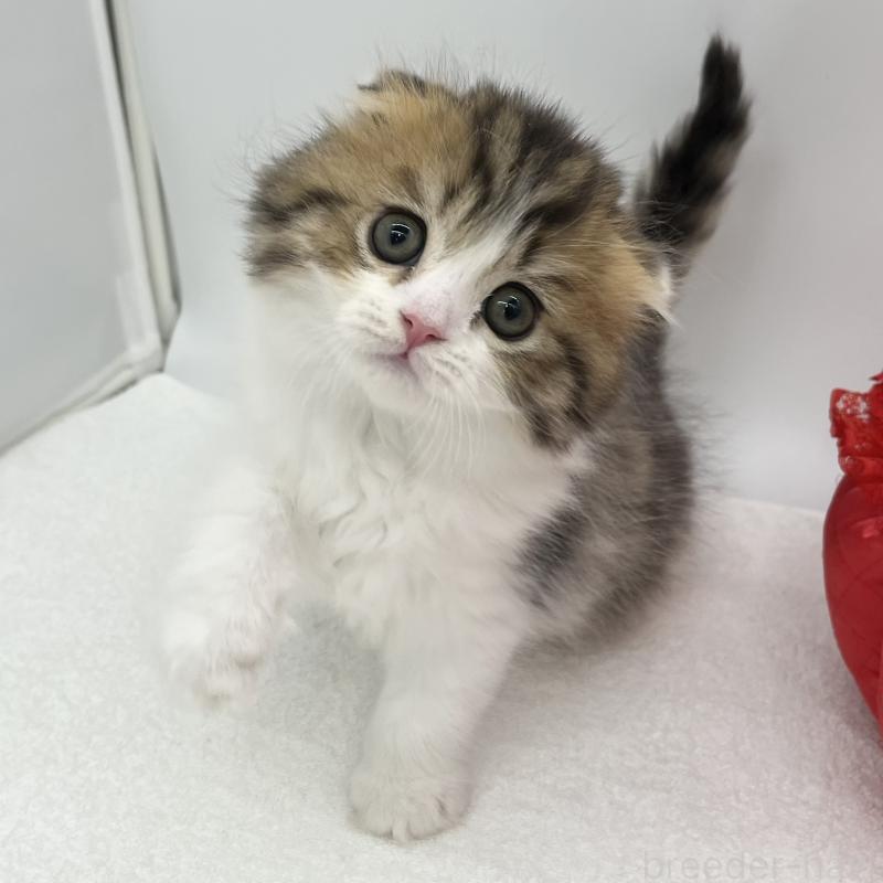 販売中の愛知県のスコティッシュフォールド(折れ耳)-134567の2枚目