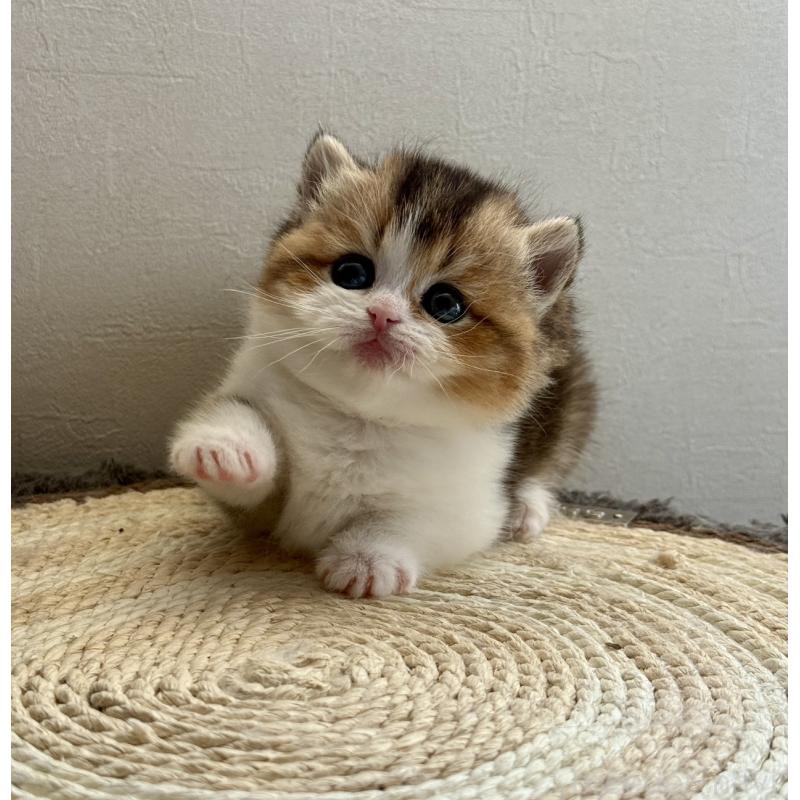 販売中の埼玉県のミヌエット(短足)-134571の7枚目