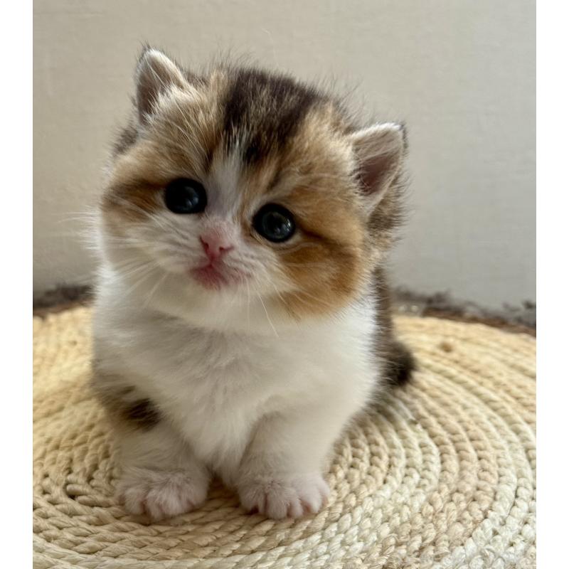 販売中の埼玉県のミヌエット(短足)-134571の5枚目