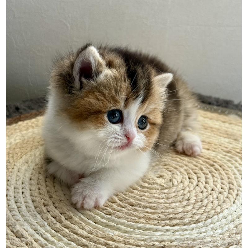 販売中の埼玉県のミヌエット(短足)-134571の4枚目