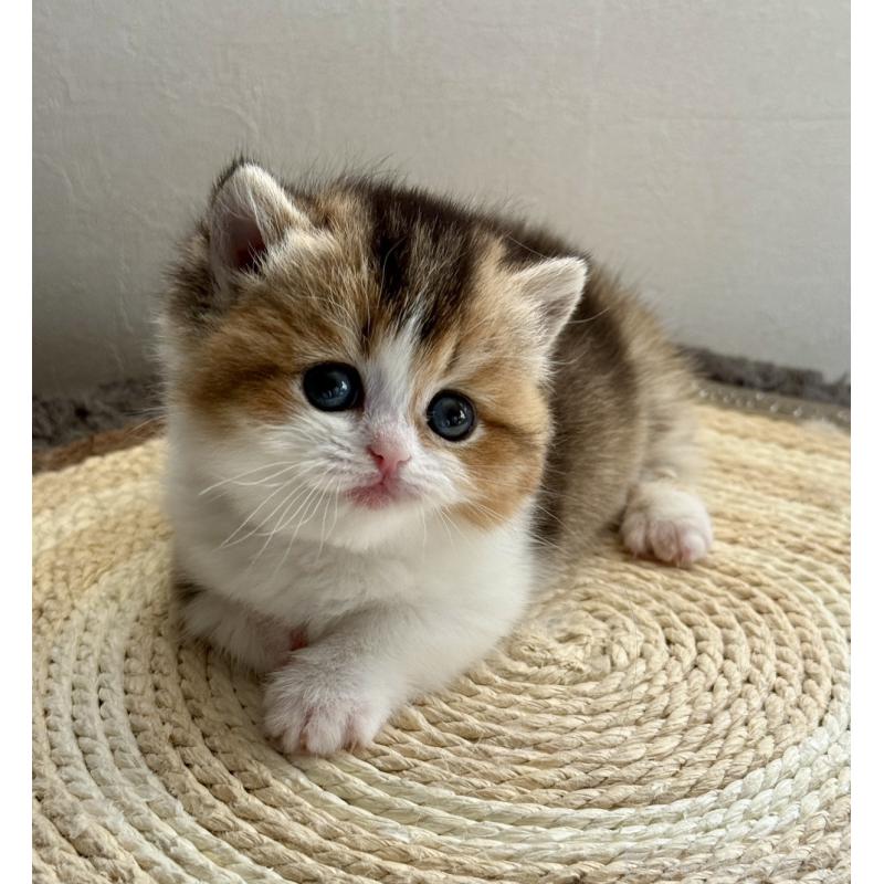 販売中の埼玉県のミヌエット(短足)-134571の3枚目