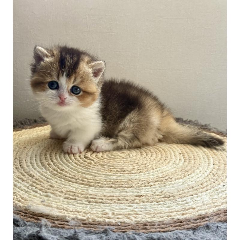 販売中の埼玉県のミヌエット(短足)-134571の2枚目