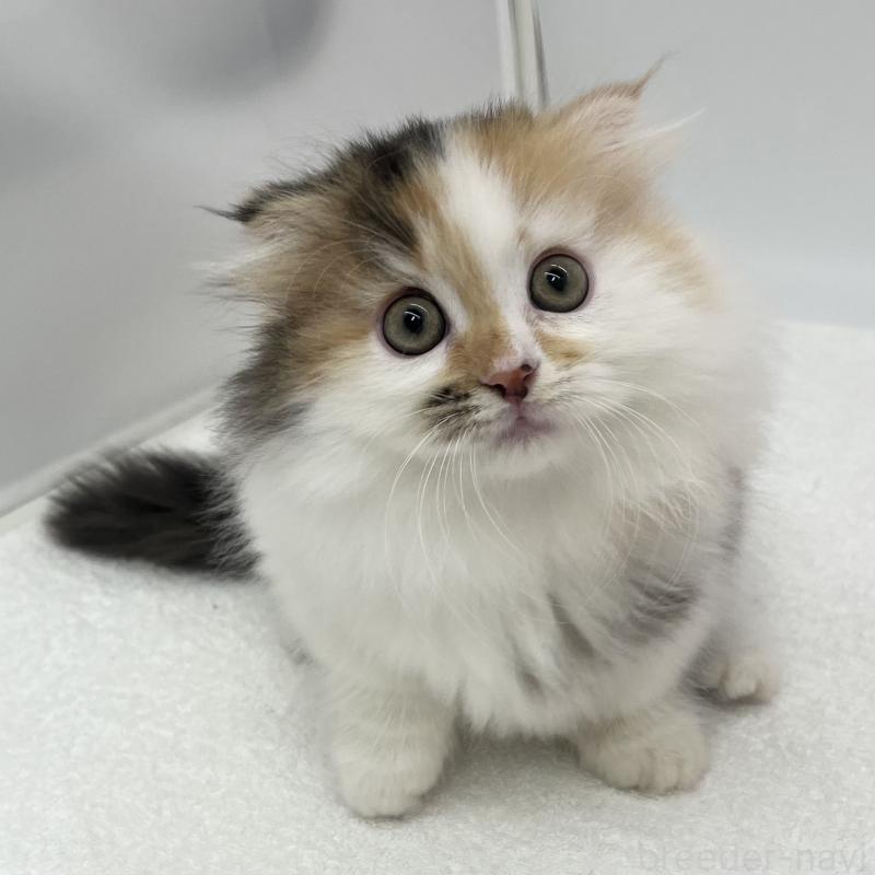 販売中の愛知県のマンチカン(短足)-134569の5枚目