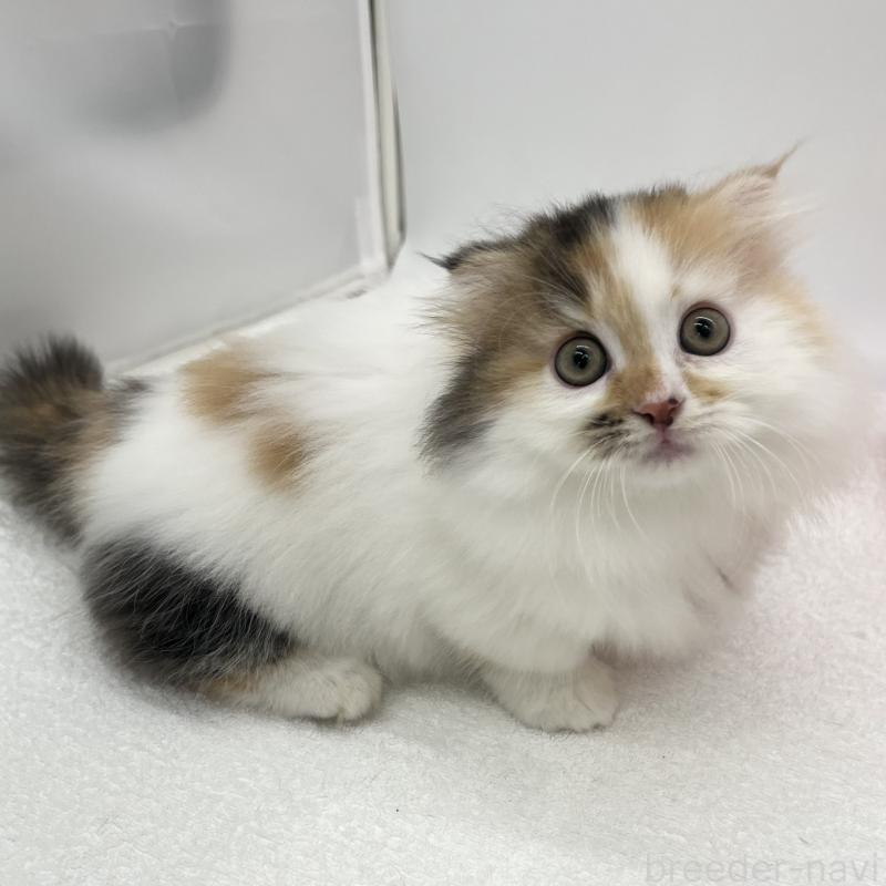 販売中の愛知県のマンチカン(短足)-134569の4枚目