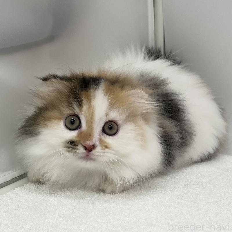 販売中の愛知県のマンチカン(短足)-134569の3枚目