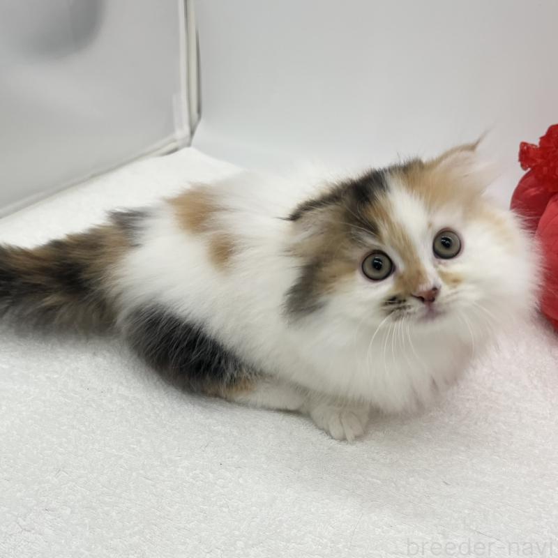 販売中の愛知県のマンチカン(短足)-134569の2枚目