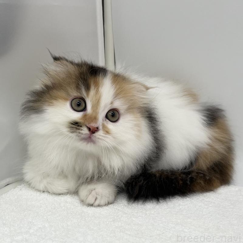 販売中の愛知県のマンチカン(短足)-134569