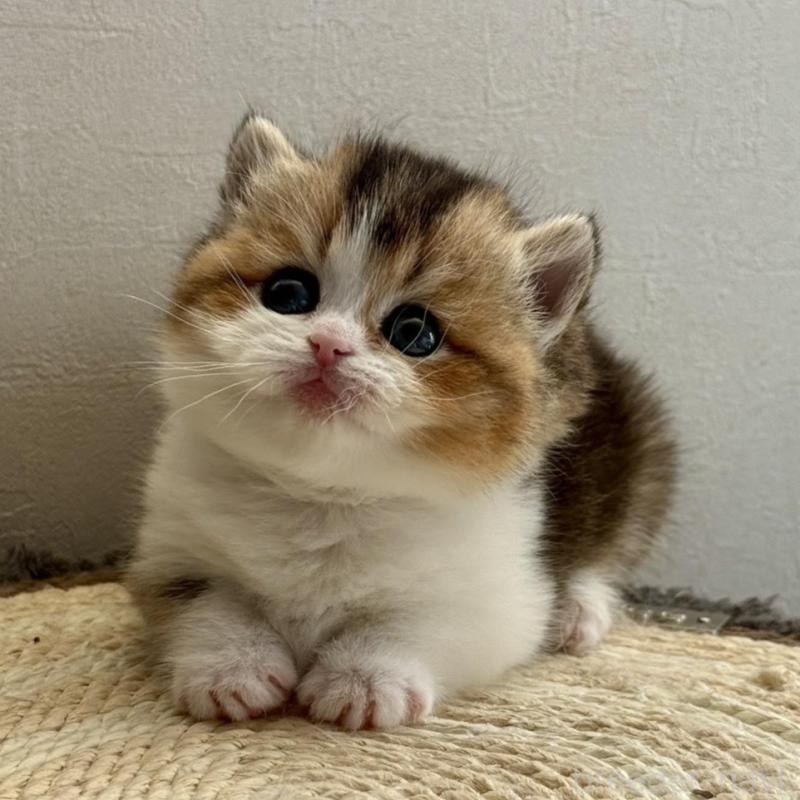 販売中の埼玉県のミヌエット(短足)-134571