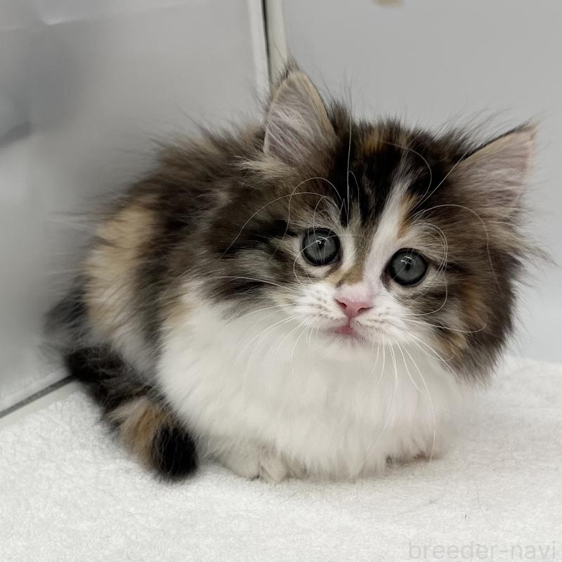 販売中の愛知県のマンチカン(短足)-134570の5枚目