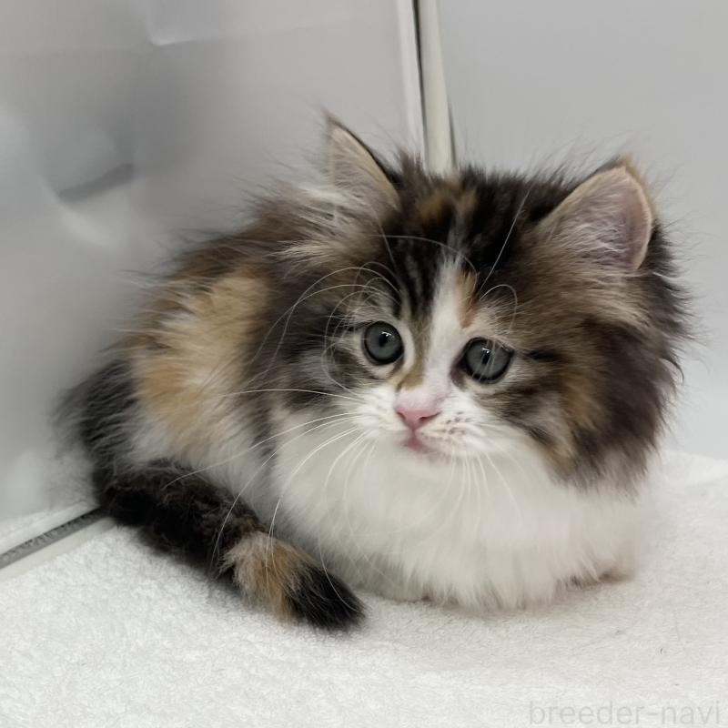 販売中の愛知県のマンチカン(短足)-134570の3枚目