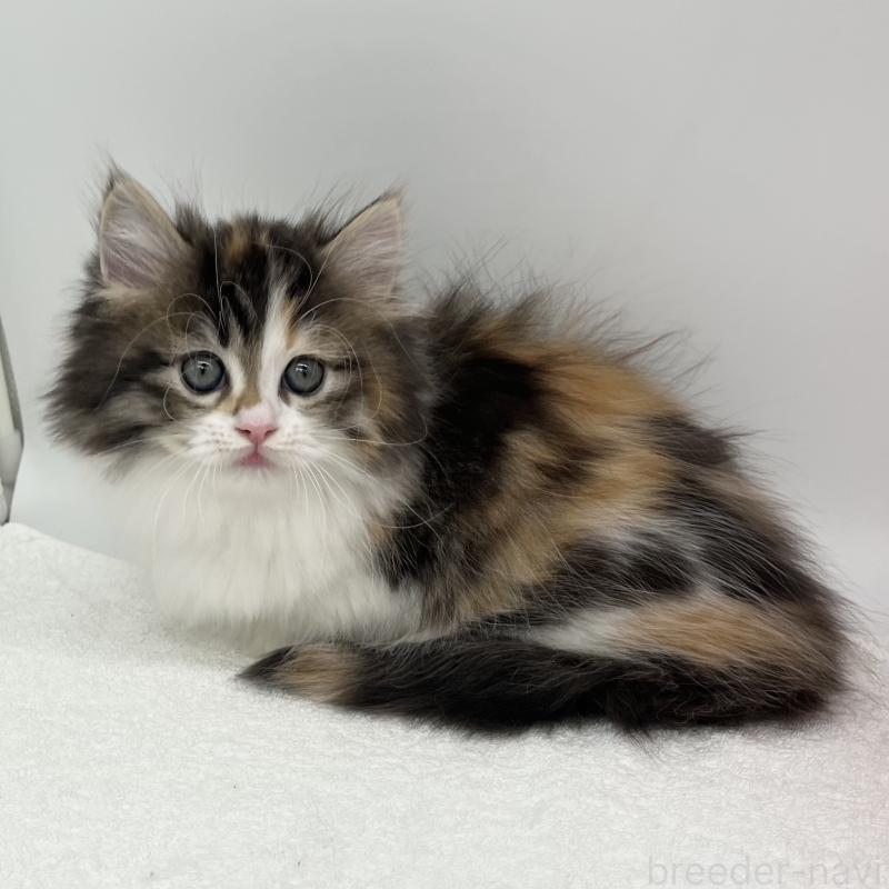 販売中の愛知県のマンチカン(短足)-134570の2枚目