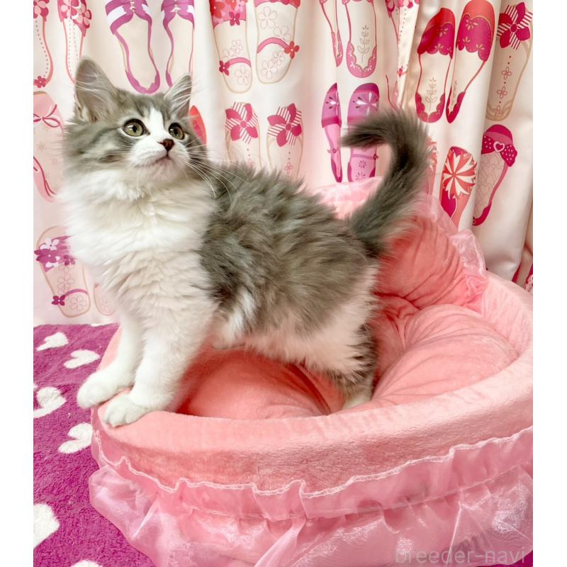 販売中の福岡県のスコティッシュフォールド-134572の8枚目