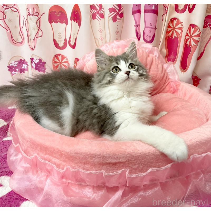 販売中の福岡県のスコティッシュフォールド-134572の6枚目