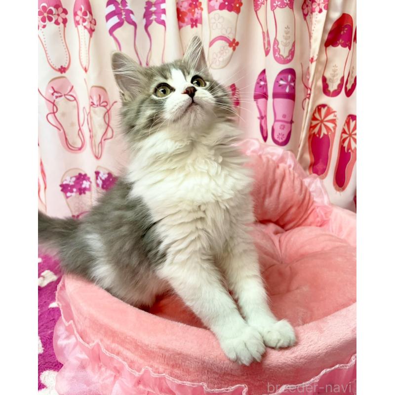 販売中の福岡県のスコティッシュフォールド-134572の7枚目