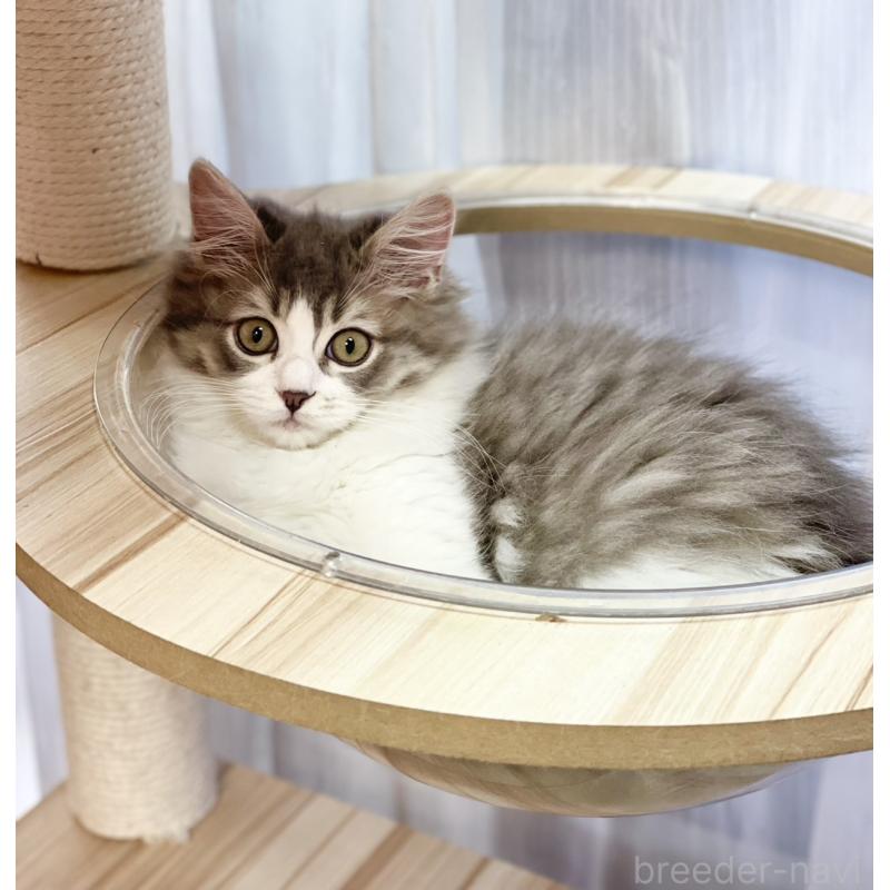 販売中の福岡県のスコティッシュフォールド-134572の3枚目