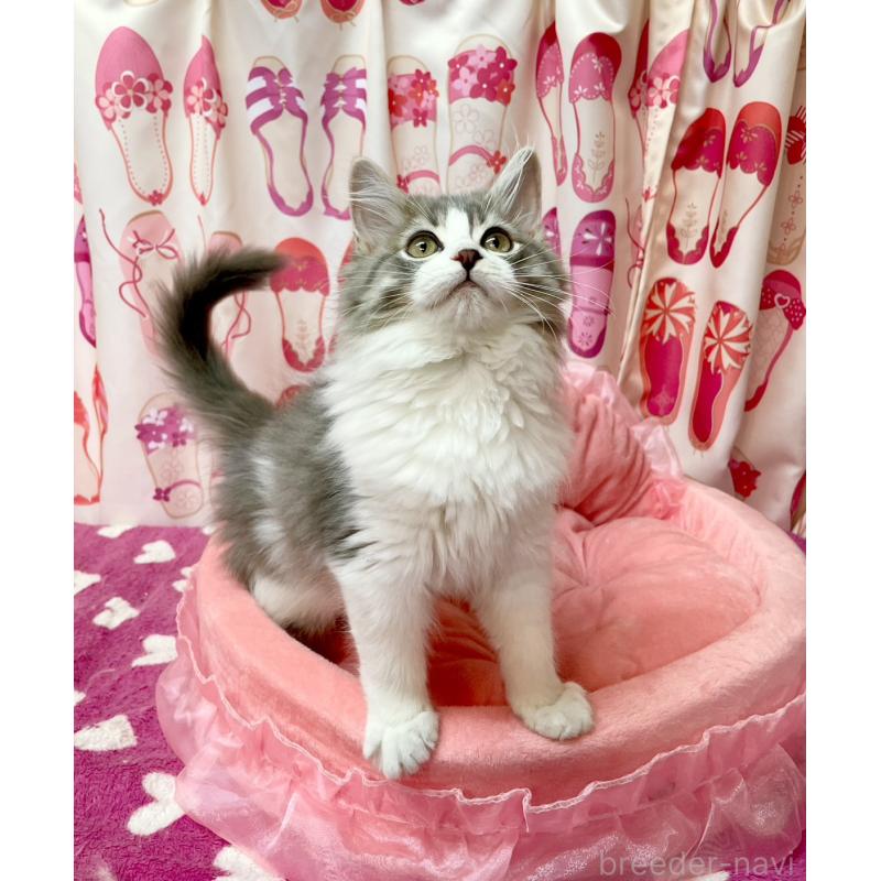 販売中の福岡県のスコティッシュフォールド-134572の2枚目