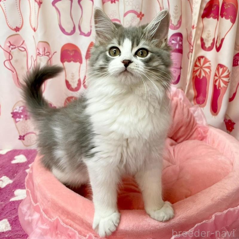 販売中の福岡県のスコティッシュフォールド-134572