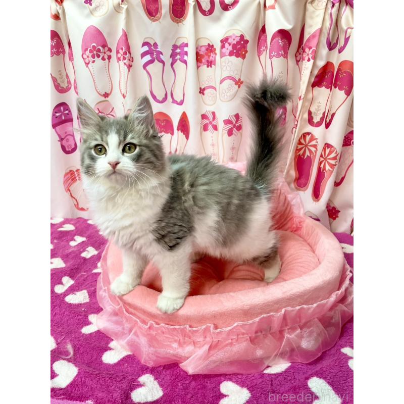 販売中の福岡県のスコティッシュフォールド-134574の8枚目