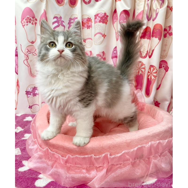 販売中の福岡県のスコティッシュフォールド-134574の7枚目