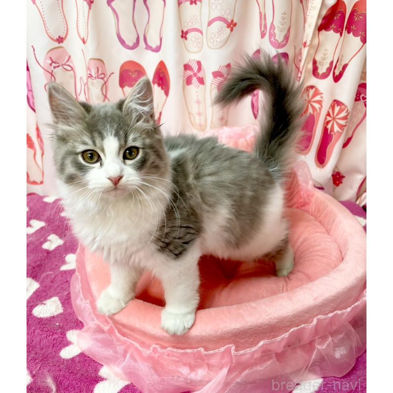 販売中の福岡県のスコティッシュフォールド-134574の6枚目