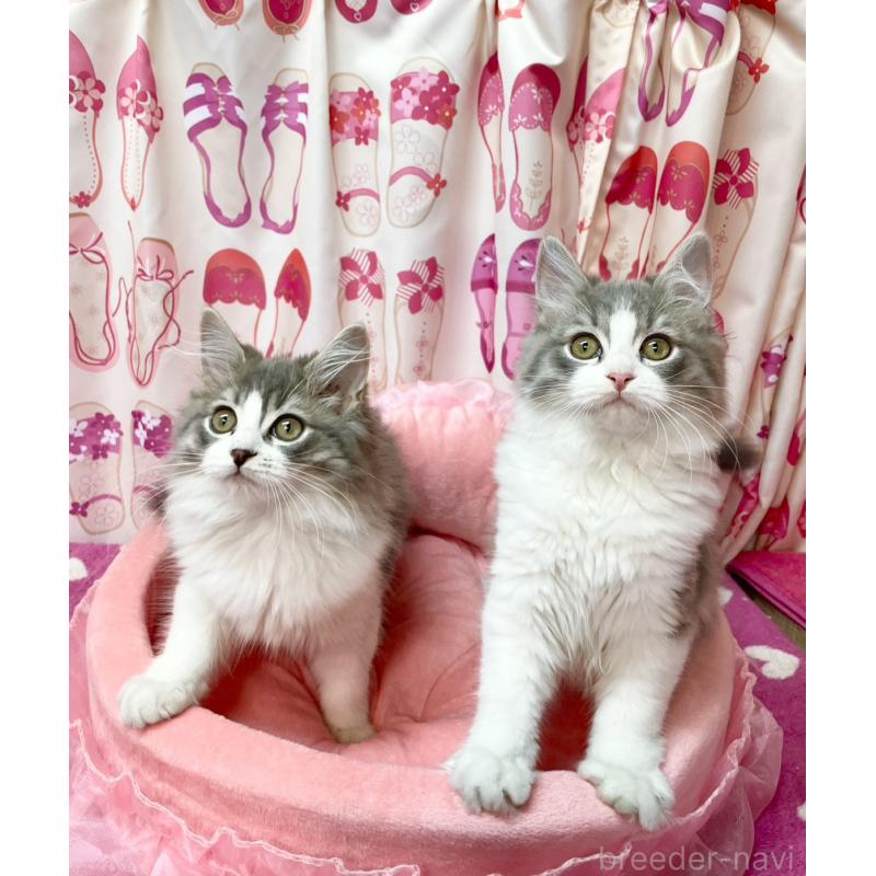 販売中の福岡県のスコティッシュフォールド-134574の4枚目