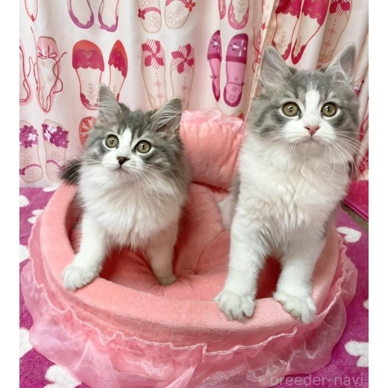 販売中の福岡県のスコティッシュフォールド-134574の5枚目