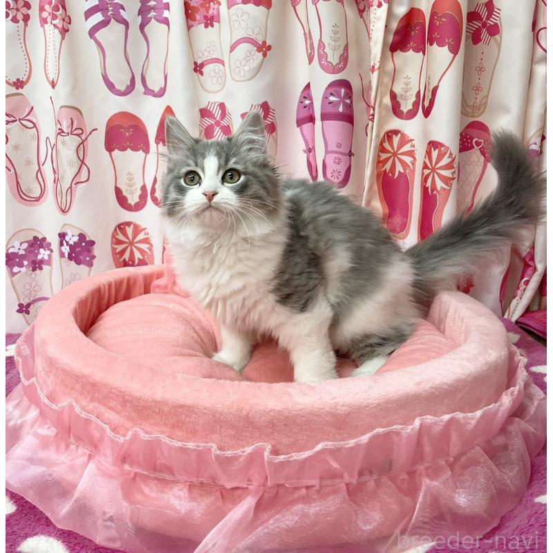 販売中の福岡県のスコティッシュフォールド-134574の3枚目