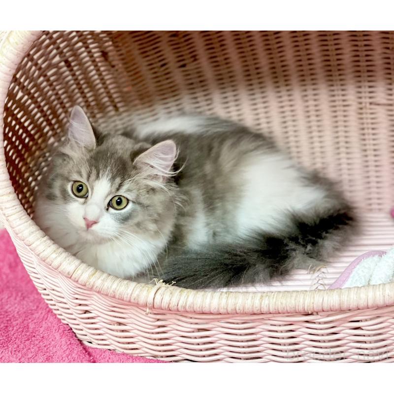 販売中の福岡県のスコティッシュフォールド-134574の2枚目