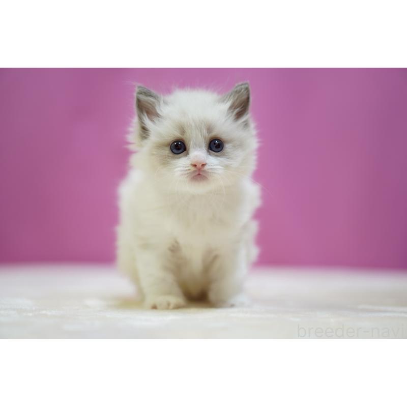 販売中の埼玉県のラグドール-134573の5枚目