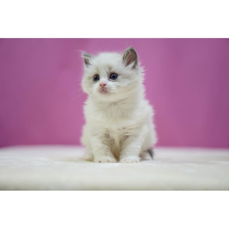 販売中の埼玉県のラグドール-134573の4枚目