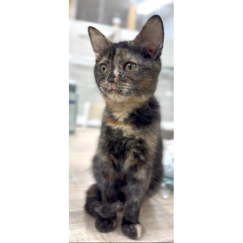 販売中の東京都のマンチカン-134575の5枚目