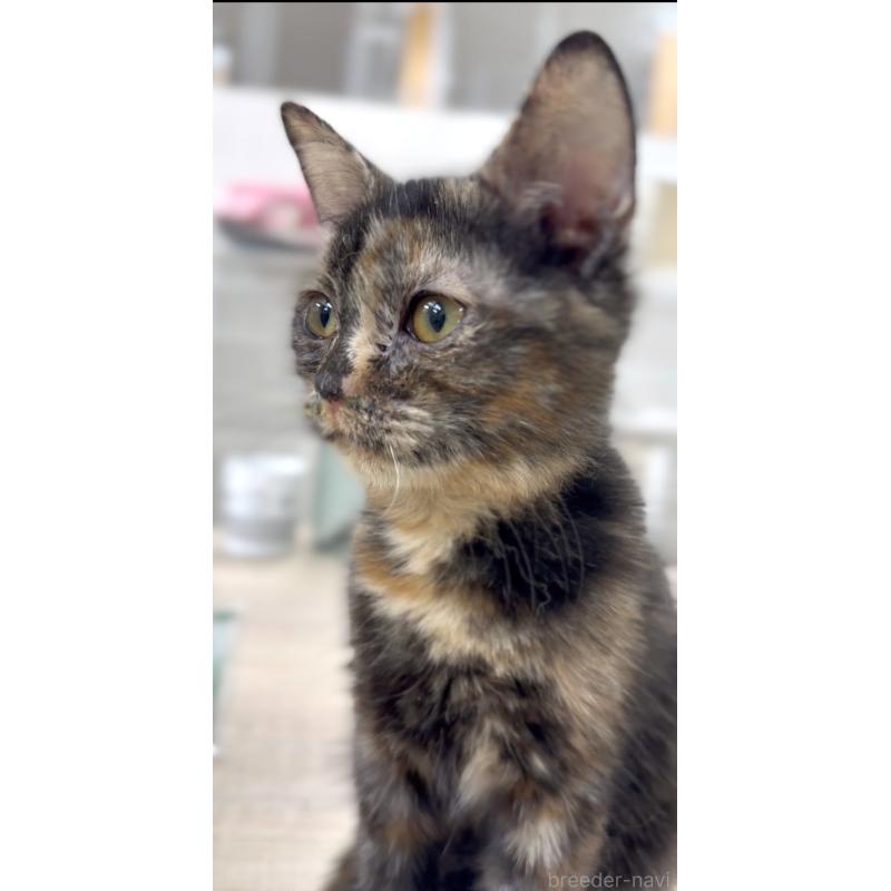 販売中の東京都のマンチカン-134575の4枚目