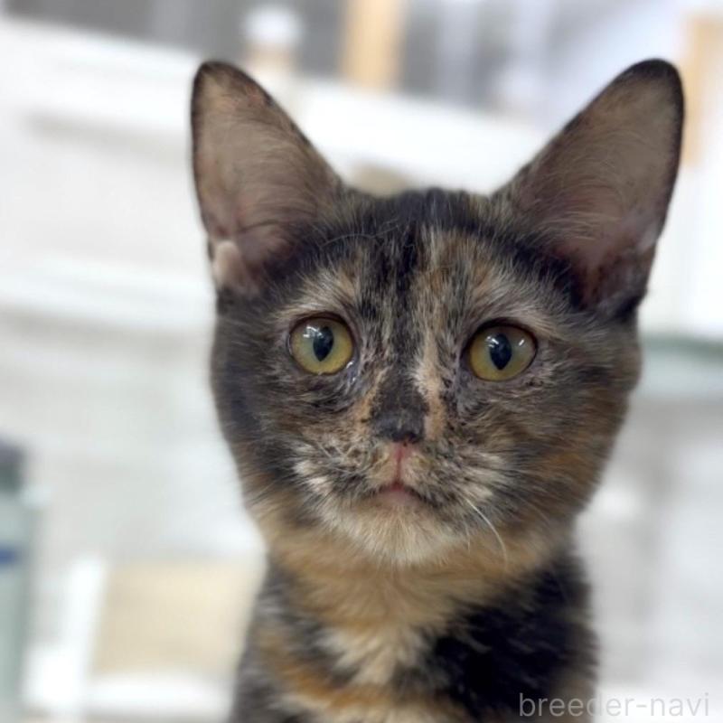 販売中の東京都のマンチカン-134575