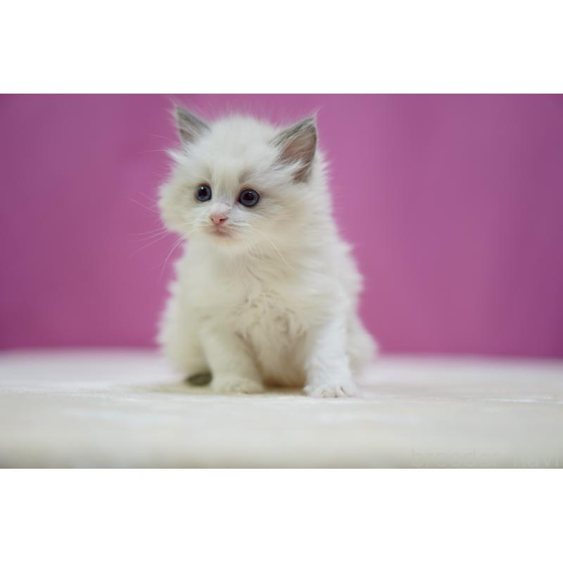 販売中の埼玉県のラグドール-134576の6枚目