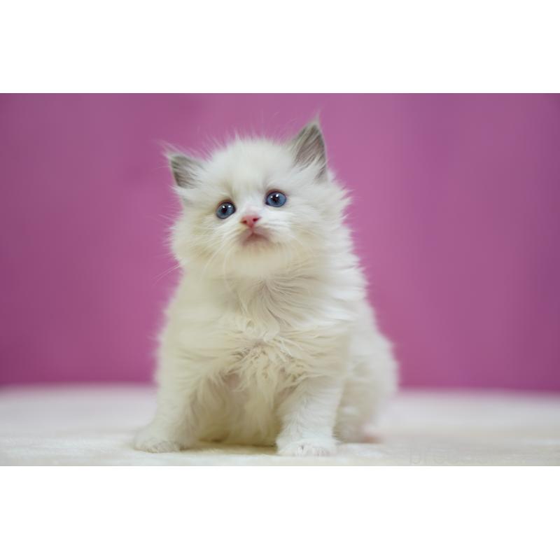 販売中の埼玉県のラグドール-134576の5枚目